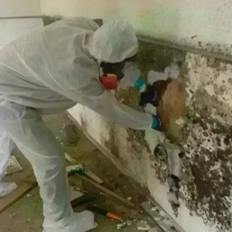 Mold Remediation and Removal in Atkins, AR